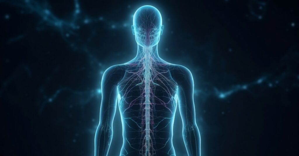 A glowing human body outline showing neural pathways, related to how long drugs stay in your system.